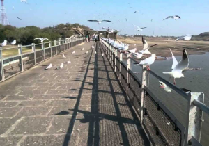 Somnath TO Rajkot